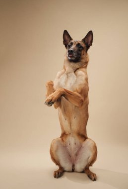 Belçikalı Malinois bir stüdyo ortamında arka ayakları üzerinde durarak bir numara yapıyor. Bu duruş köpek eğitimini gözler önüne seriyor.