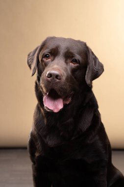 Bu çikolatalı Labrador köpeği sakin sakin oturur ve sakin bir tavırla doğrudan kameraya bakar. Yumuşak altın arka plan, kürkünün parlak dokusunu güçlendirir.