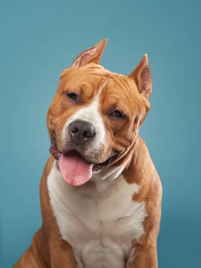 Bir Staffordshire Teriyeri neşe saçar, parlak gülüşü ve ışıl ışıl gözleri çarpıcı mavi bir arka plana yakalanır, cins dostane ve güçlü doğayı mükemmel bir şekilde somutlaştırır..