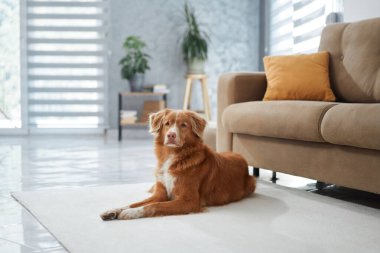 İki köpek, bir Nova Scotia Duck Tolling Retriever ve bir Jack Russell Terrier, modern bir oturma odasında bej bir kanepede beyaz bir halının üzerinde yatıyorlar..