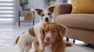 Jack Russell Terrier ve Nova Scotia Duck Tolling Retriever kanepenin yanında yan yana oturuyorlar. Köpekler arkadaş gibi görünüyor, birbirlerine eşlik ediyorlar..