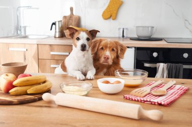 Bir Jack Russell Terrier ve bir diğer köpek mutfak tezgahında etrafları meyve ve pişirme aletleriyle çevrili, dikkatle izliyor. Sahne parlak bir mutfakta geçiyor..