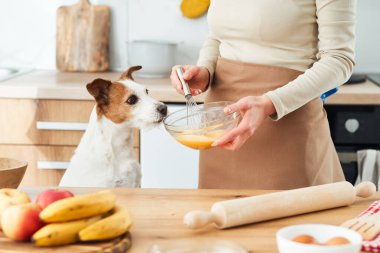 Jack Russell Terrier ve sahibi mutfakta birlikte yemek hazırlıyorlar. Sahne mutfak aletleri, meyveler ve malzemelerle dolu..
