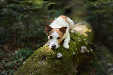 Jack Russell Terrier ormandaki yosun kaplı bir kütükte huzur içinde yatıyor. Güneş ışığının ağaçların arasından süzüldüğü sahne sakin..