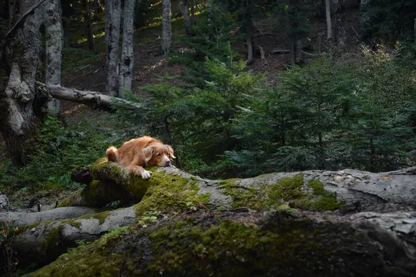 Bir Nova Scotia Duck Tolling Retriever ormandaki yosun kaplı bir kütüğün üzerinde, rahat ve huzur içinde yatıyor. Sahne huzur dolu..