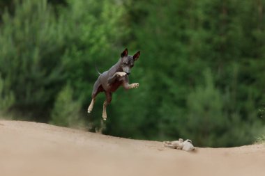 Bir Amerikan Kılsız Teriyeri toprak bir yolda dört ayağı yerden kesilmiş bir şekilde zıplıyor. Köpeğin neşeli enerjisi kırsal alanda yakalanır..