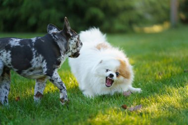 Bir Fransız Bulldog düşünceli bir şekilde bakarken tüylü beyaz bir köpek yakınlardaki çimlerin üzerinde yatıyor..