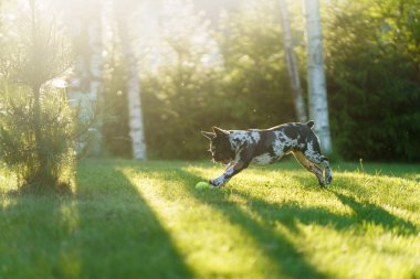 Enerjik bir sığır köpeği, hayat ve heyecan dolu güneşli çimlerin üzerinde bir topu kovalıyor..