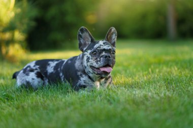 Bir Fransız Bulldog derin, düşünceli bir yüz ifadesini serin yeşil bir arkaplanda keskin gözlerle yukarı bakarak gösterir.