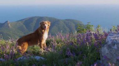 Bir Nova Scotia Duck Tolling Retriever kır çiçekleriyle kaplı bir yamaçta dinleniyor, manzaranın tadını çıkarıyor..