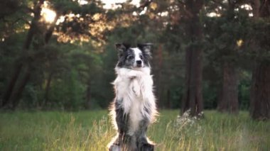 Collie Sınırı ağaçlarla çevrili güneşli bir ormanda sakince oturuyor. Köpek huzurlu ve rahat görünüyor, doğanın huzurunun tadını çıkarıyor..