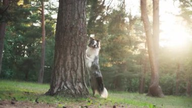 Border Collie ormandaki bir ağacın arkasından gizlice gözetliyor. Köpek meraklı ve meşgul görünüyor, ilgi ve sevinçle çevresini keşfediyor..