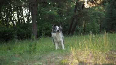 Collie Sınırı, ağaçlarla çevrili, güneşli bir ormanda duruyor. Köpek rahat ve memnun görünüyor, sahnenin sakinliğinin tadını çıkarıyor..