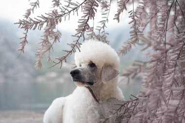 Beyaz bir kaniş, arka planda su bulunan ağaç dallarının yakınındadır. Köpek duruşu sakin ve dingin doğasını gösterir..