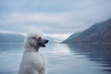 Durgun bir dağ gölüne bakan beyaz bir kaniş. Yumuşak ışık ve sakin su, köpeğin dingin doğasını vurgular..