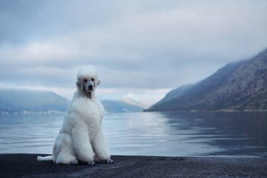 Beyaz bir kaniş, arkasında dağlar olan bir gölün yanında sakince oturuyor. Huzurlu manzara, köpeğin sakin ve rahat tavırlarının altını çiziyor..