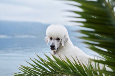 Beyaz bir kaniş, göl manzaralı palmiye yapraklarıyla kısmen gizlidir. Sahne bir gizem ve sükunet hissi yaratır..