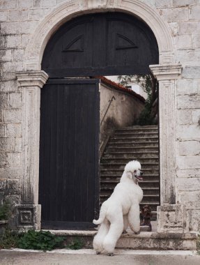 Büyük kemerli bir kapının önünde beyaz bir kaniş duruyor, bir pençesi sanki girmek üzereymiş gibi havada. Sahne köpeğin merakını ve keşfetmeye hazır oluşunu yakalar..