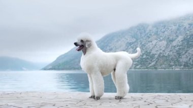 Beyaz bir kaniş, dağlarla çevrili sakin bir göle bakan kayalık bir yolda duruyor. Köpek duruşu tetikte, sanki etrafını sarmış gibi..