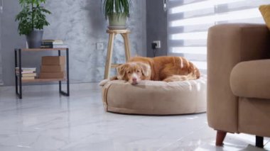 Modern bir oturma odasındaki evcil bir yatakta rahatça dinlenen bir köpek. Yumuşak ışıklandırma huzurlu atmosferi güçlendirir..