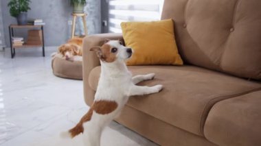 Jack Russell Terrier arka ayakları üzerinde bir kanepenin yanında duruyor. Arka planda başka bir köpek dinlenirken köpek kanepede bir şeyle ilgileniyor gibi görünüyor..
