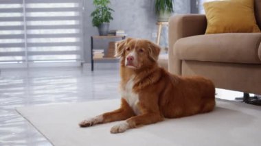 Parlak bir oturma odasında halıya uzanmış bir Nova Scotia Duck Tolling Retriever. Köpek mutlu görünüyor ve yumuşak doğal ışığın tadını çıkarıyor..