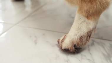 Kiremit kaplı zeminde kirli patileri olan köpek pençelerinin yakın çekimi. Resim temiz zemin ve kirli izler arasındaki zıtlığı vurgular.