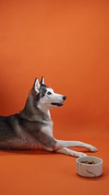 Bir Sibirya Husky 'si turuncu arka planda yemek kasesinin yanında yatıyor. Köpek rahatlamış görünüyor, sabırla yemeğini bekliyor..