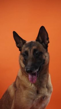 Turuncu arka planda Belçika Malinois portresi. Köpek dikkatli ve odaklanmış görünüyor, güçlü ve tetikte ifadesini yakalıyor..