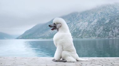 Beyaz bir kaniş taştan bir kaldırımda oturuyor. Arka planda muhteşem bir göl manzarası ve dağlar var. Köpek rahatlamış, doğal güzelliğe dalmış..