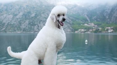 Beyaz bir kaniş taştan bir platformda duruyor, düşünceli bir ifadeyle suya bakıyor. Dağların arka planı manzaraya güzellik katar..