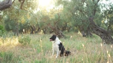 Bir Border Collie, uzun otlar ve kır çiçekleriyle çevrili güneşli bir çayırda dikkatlice oturur. Köpek uyanık ve odaklanmış, sıcak güneş ışığının tadını çıkarıyor..