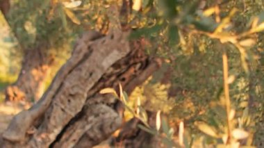 Bir Border Collie, bir parkın güneşli bir alanında günün sıcağının tadını çıkararak uzanır. Köpek rahat ve memnun. Huzurlu bir ortamda güneşleniyor..