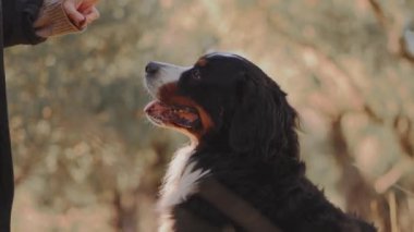Bir kadın, Bernese Dağ Köpeğini güneşli bir parkta okşar, sevgi ve ilgi gösterir..