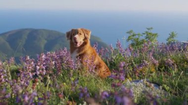 Bir Nova Scotia Duck Tolling köpeği güneşli bir günde doğa güzelliğiyle çevrili kır çiçeklerini keşfeder..