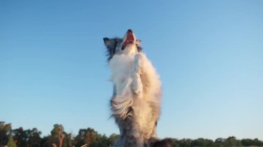 Collie Border havaya sıçrıyor, bir şeyler yakalamaya çalışıyor. Köpek enerjik ve meşgul görünüyor, dışarıda keyifli bir anın tadını çıkarıyor..