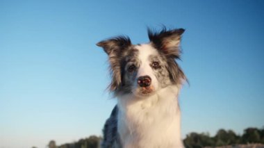 Collie sınırı arka planda parlak mavi bir gökyüzü ile yukarı bakıyor. Köpek meraklı ve meşgul görünüyor, yukarıdaki bir şeye odaklanmış..
