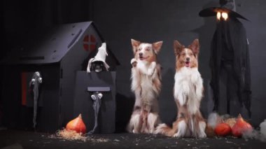 İki Sınır Köpeği, biri kostümlü, Cadılar Bayramı süslemeleri olan perili bir evin yanında duruyor, balkabakları ve arka planda ürkütücü bir figür de var..