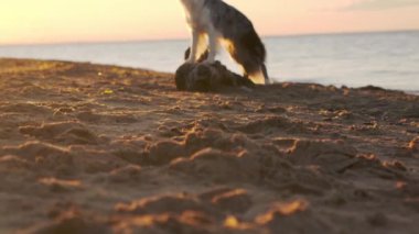Border Collie gün batımında kumlu sahilde topla oynuyor. Köpek meşgul ve odaklanmış görünüyor, deniz kenarında eğleniyor..