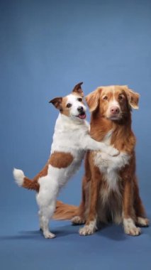 Jack Russell Terrier ve Nova Scotia Duck Tolling Retriever birlikte oturuyor. Köpekler rahat görünüyor, dostça bağlarını sergiliyorlar..