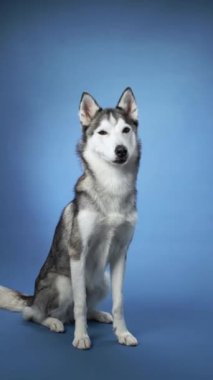 Sibiryalı bir Husky oturuyor ve mavi bir arkaplana bakıyor. Köpek meraklı ve odaklanmış görünüyor, neşeli bir ifadeyle..