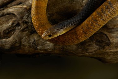 Bir yılan bir ağaç dalına kıvrılır ve vücudu sıkıca ahşabın etrafına dolanır. Doğal batan toprak renkleri onu çevre ile sorunsuz bir şekilde harmanlıyor..