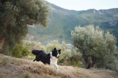 Bir Border Collie yamaçta yürüyor, etrafı zeytin ağaçları ve doğal manzaralarla çevrili..