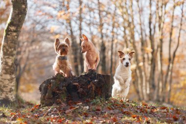 Aralarında Jack Russell Terrier, Yorkshire Terrier ve ormandaki bir ağaç kütüğünün üzerinde duran Amerikan Kılsız Teriyeri 'nin de bulunduğu üç köpek..