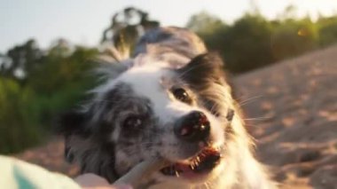 Border Collie kumlu bir plajda bir insanla şakalaşıyor. Köpek heyecanlı ve meşgul görünüyor, eğlenceli bir ilişkiye dalmış..