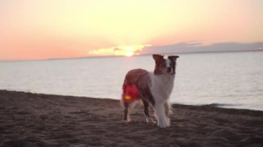 Gün batımında Collie sınırı sahilde sakince yürüyor. Köpek huzurlu ve rahat görünüyor, solan ışığın tadını çıkarıyor..