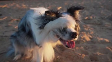 Collie Border kumsalda enerjik bir şekilde koşuyor ve oynuyor. Köpek neşeli ve canlı görünüyor, özgürlüğün ve açık alanın tadını çıkarıyor..