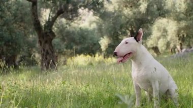 Beyaz bir teriyer çimenli bir parkta yürüyor, havayı kokluyor. Köpek meraklı ve çevresiyle meşgul görünüyor, uzun ağaçlarla çevrili..