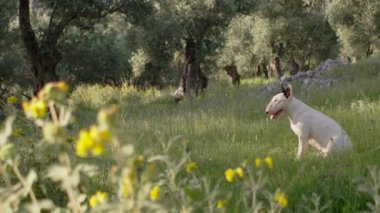 Beyaz bir boğa teriyeri yeşilliklerle çevrili sarı kır çiçekleriyle dolu bir arazide oturur. Köpek mutlu ve sakin görünüyor, huzurlu atmosferin tadını çıkarıyor..