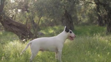 Ağaçlarla çevrili çimenli bir parkta yürüyen beyaz bir teriyer görülüyor. Köpek rahat görünüyor, temiz havayı ve yeşilliği alıyor..